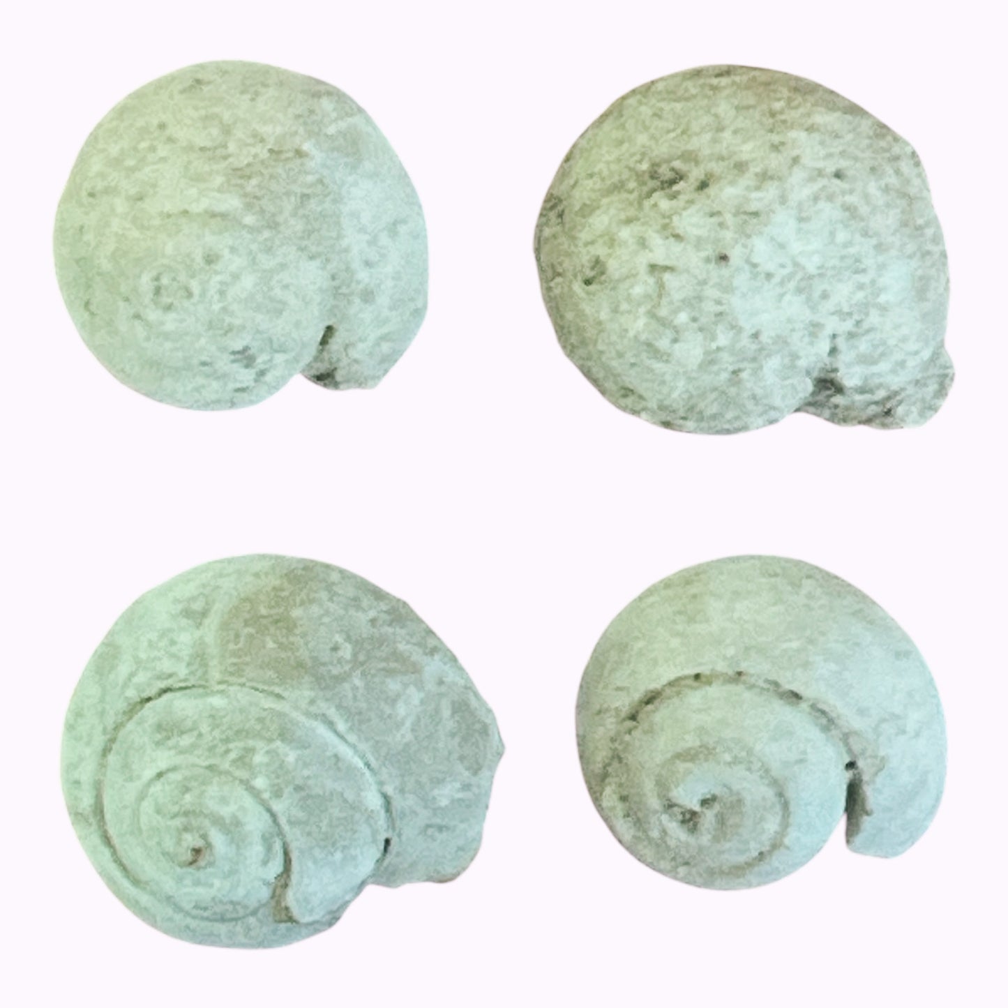 Gastropod Snail Fossil