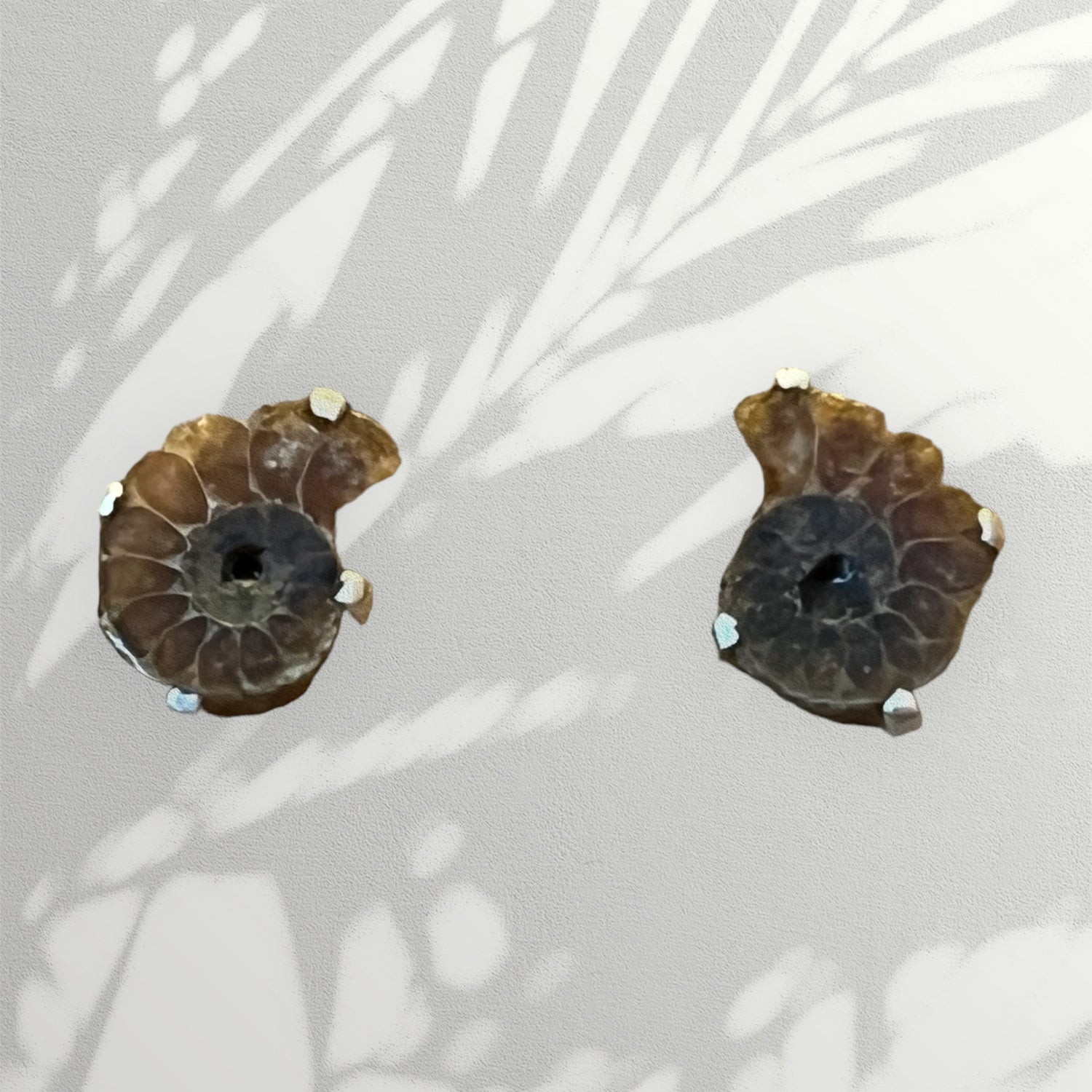 Ammonite Earring