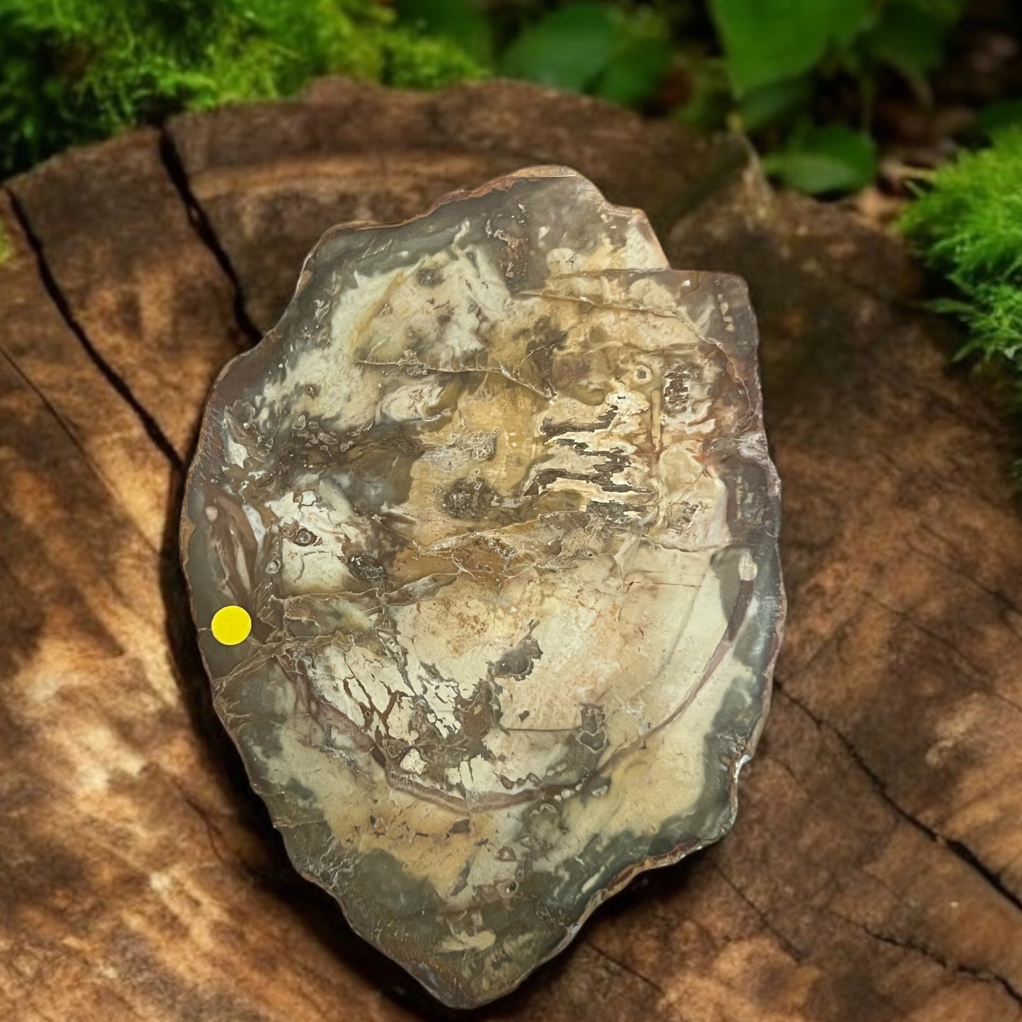 Petrified Wood