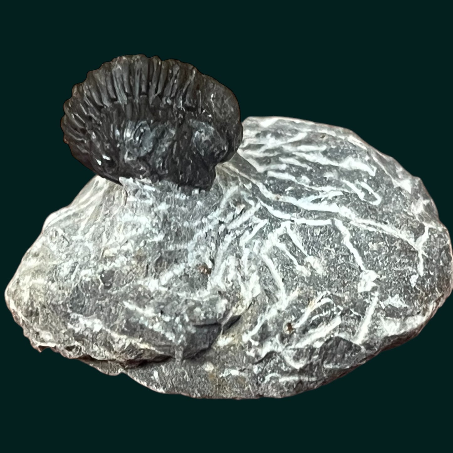 Trilobite (Proetus)