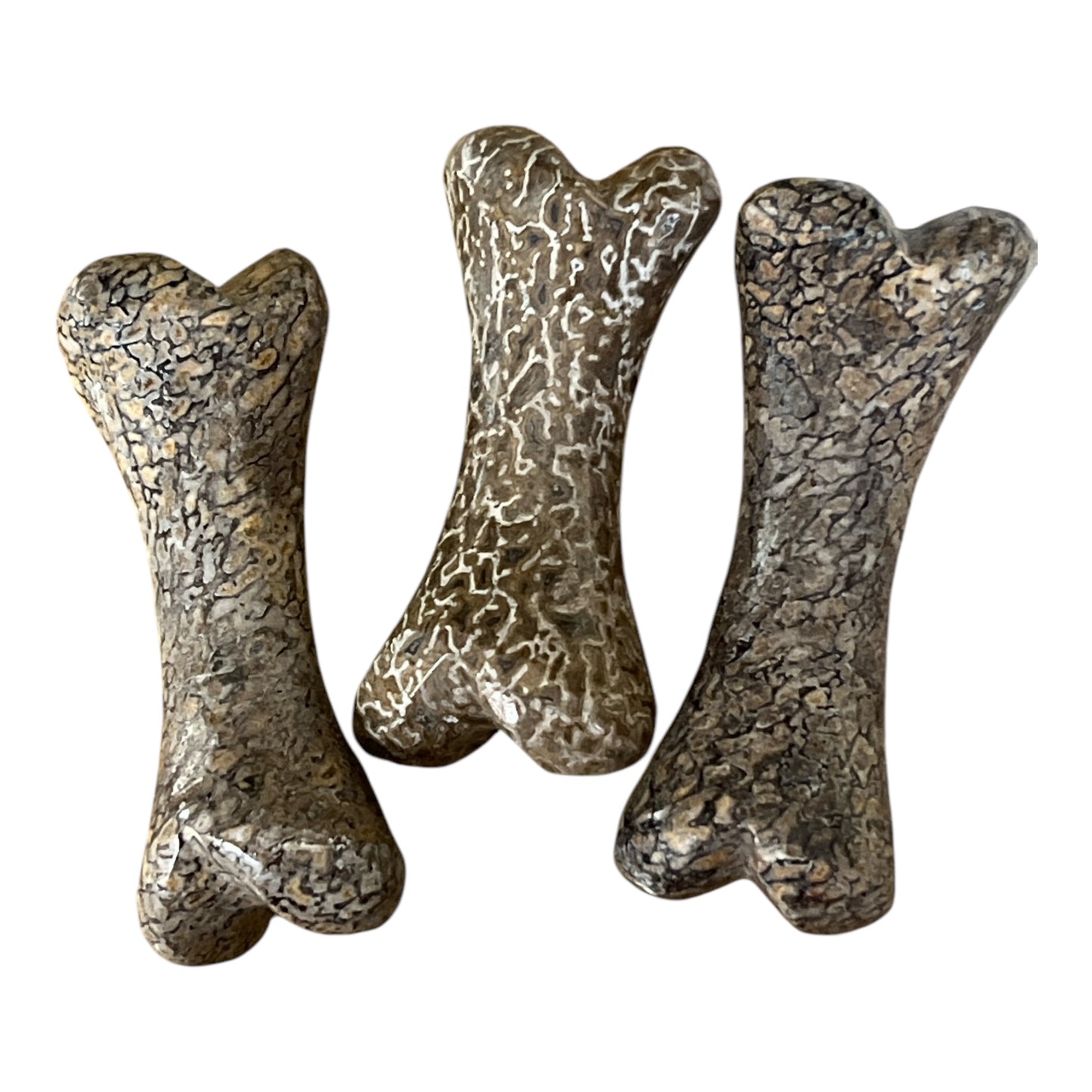 Dinosaur Bone Fossil