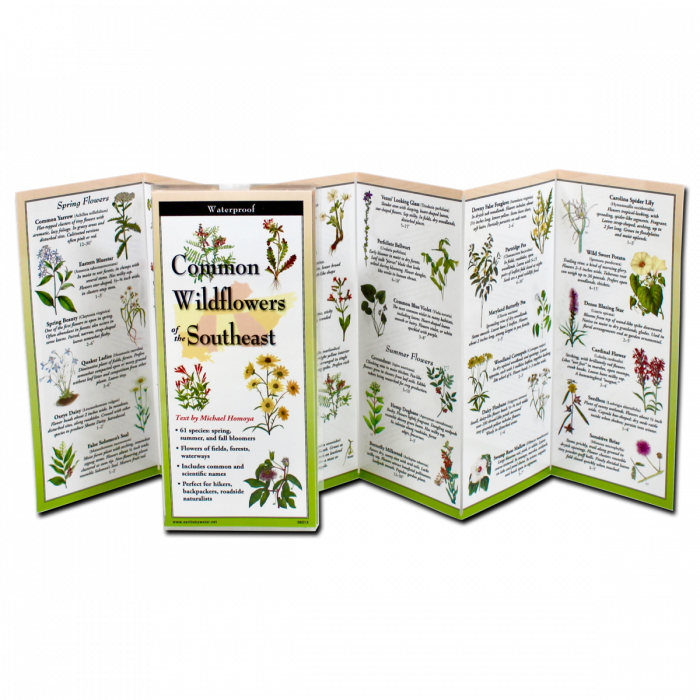 Common Wildflowers of the Southeast