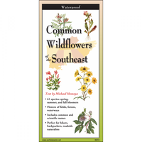 Common Wildflowers of the Southeast