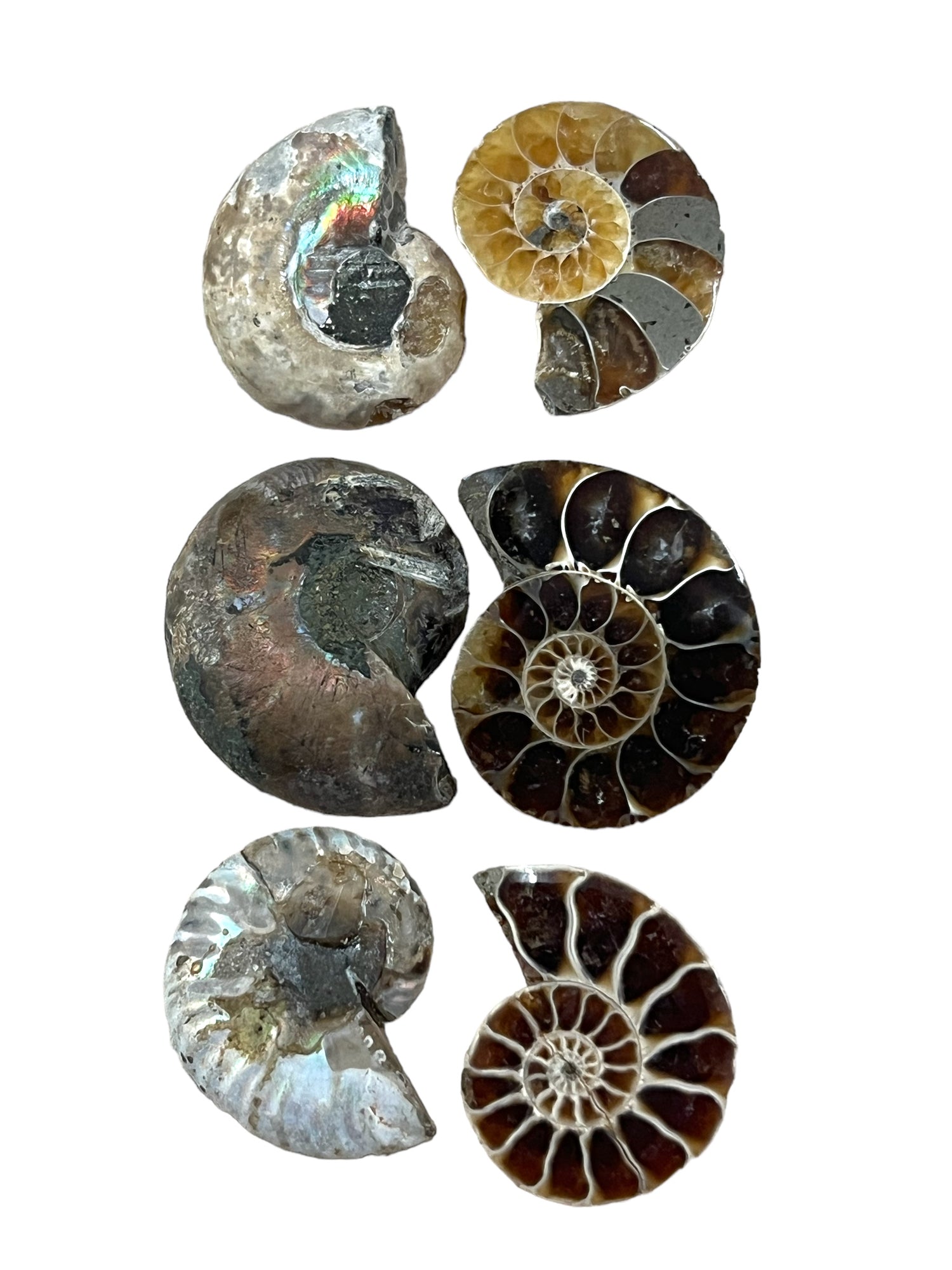 Madagascar Ammonite Half