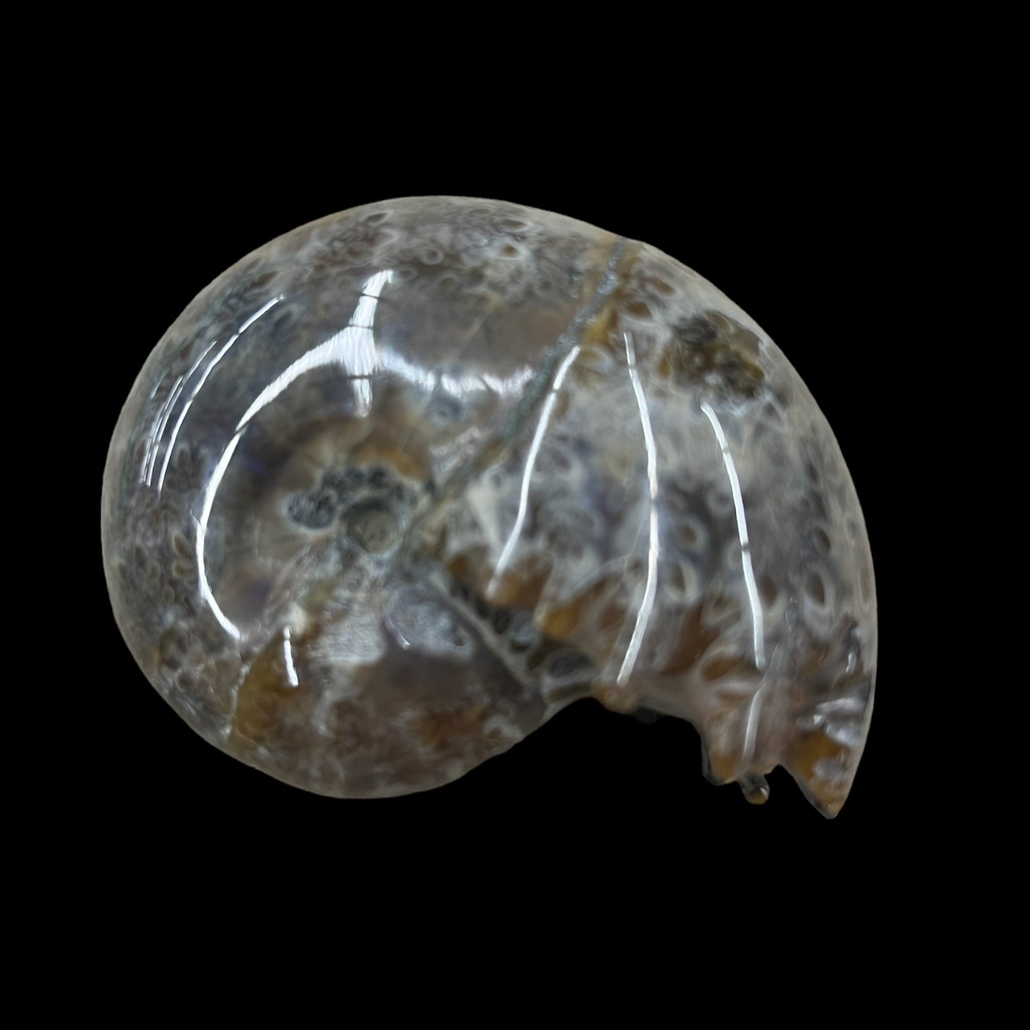 Polished Ammonite