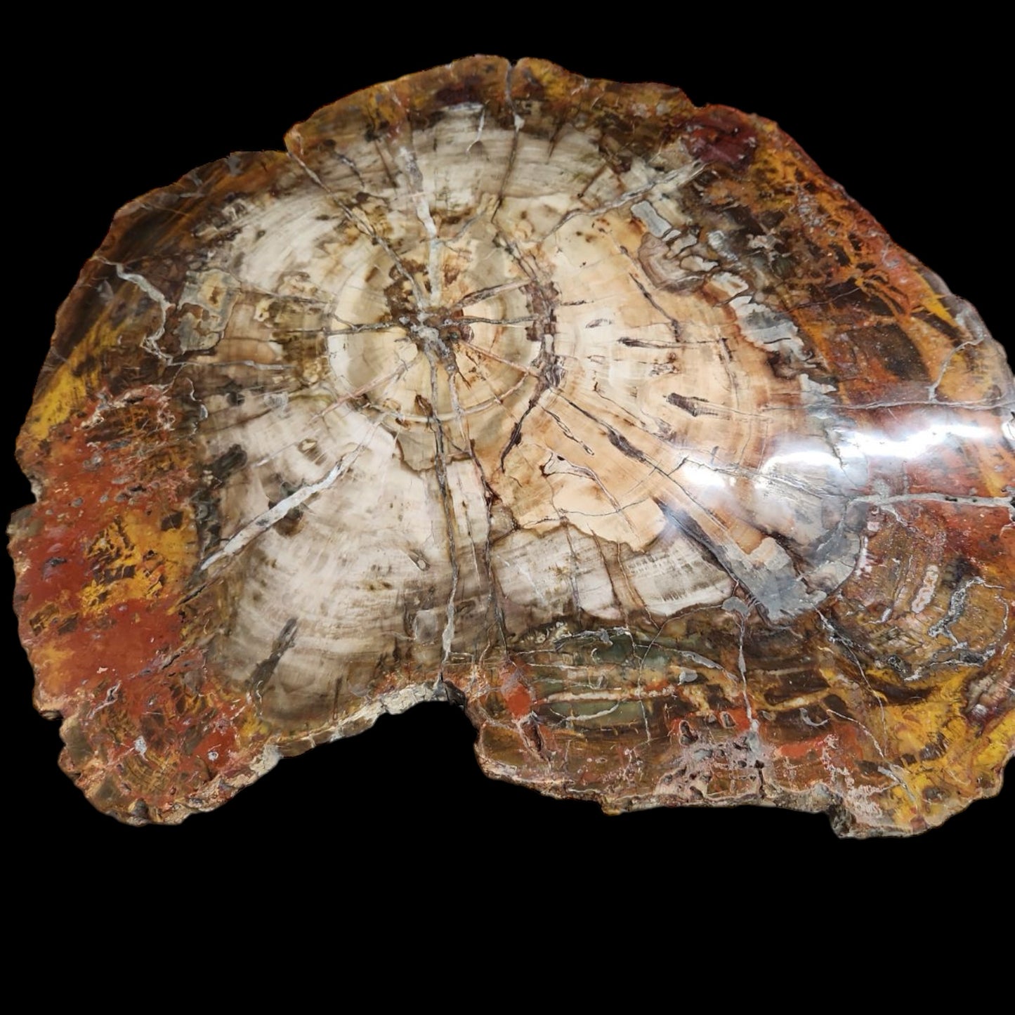 Petrified Wood
