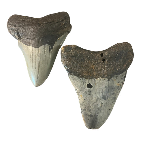 Megalodon Tooth Morocco