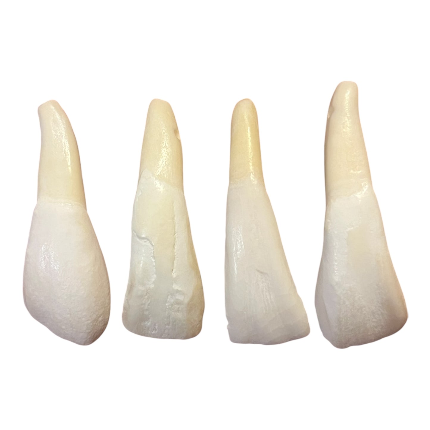 Buffalo Tooth, Drilled