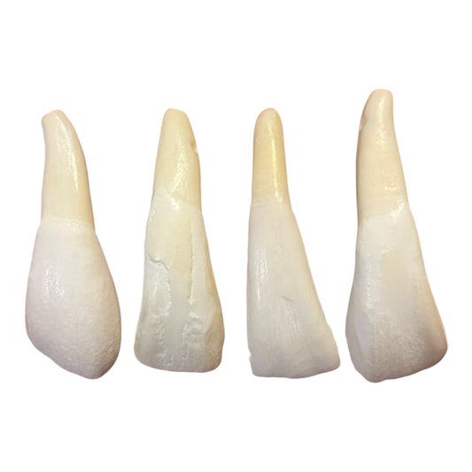 Buffalo Tooth, Drilled