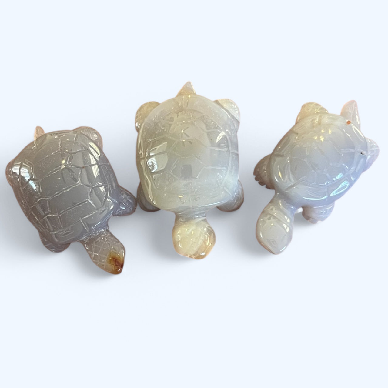 Small Agate Turtle