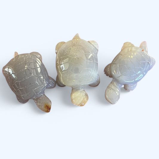 Small Agate Turtle