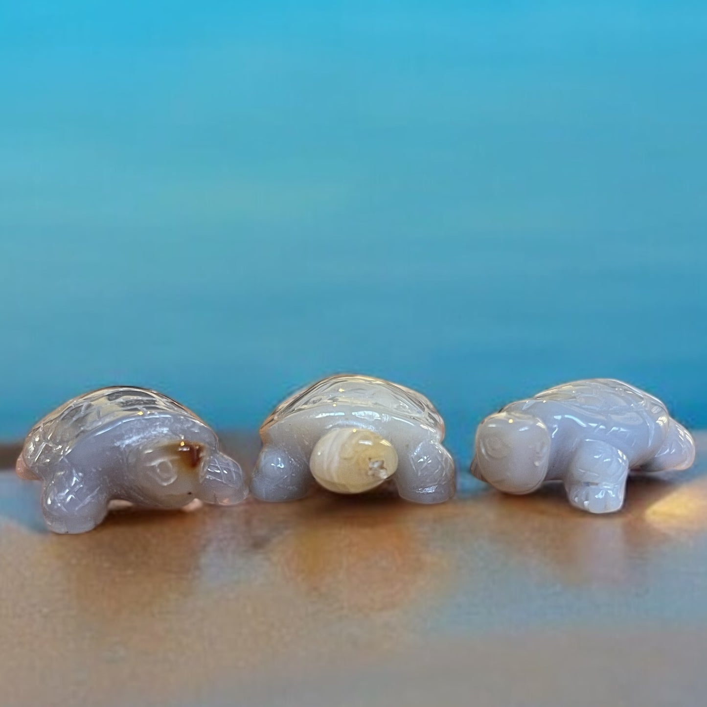 Small Agate Turtle