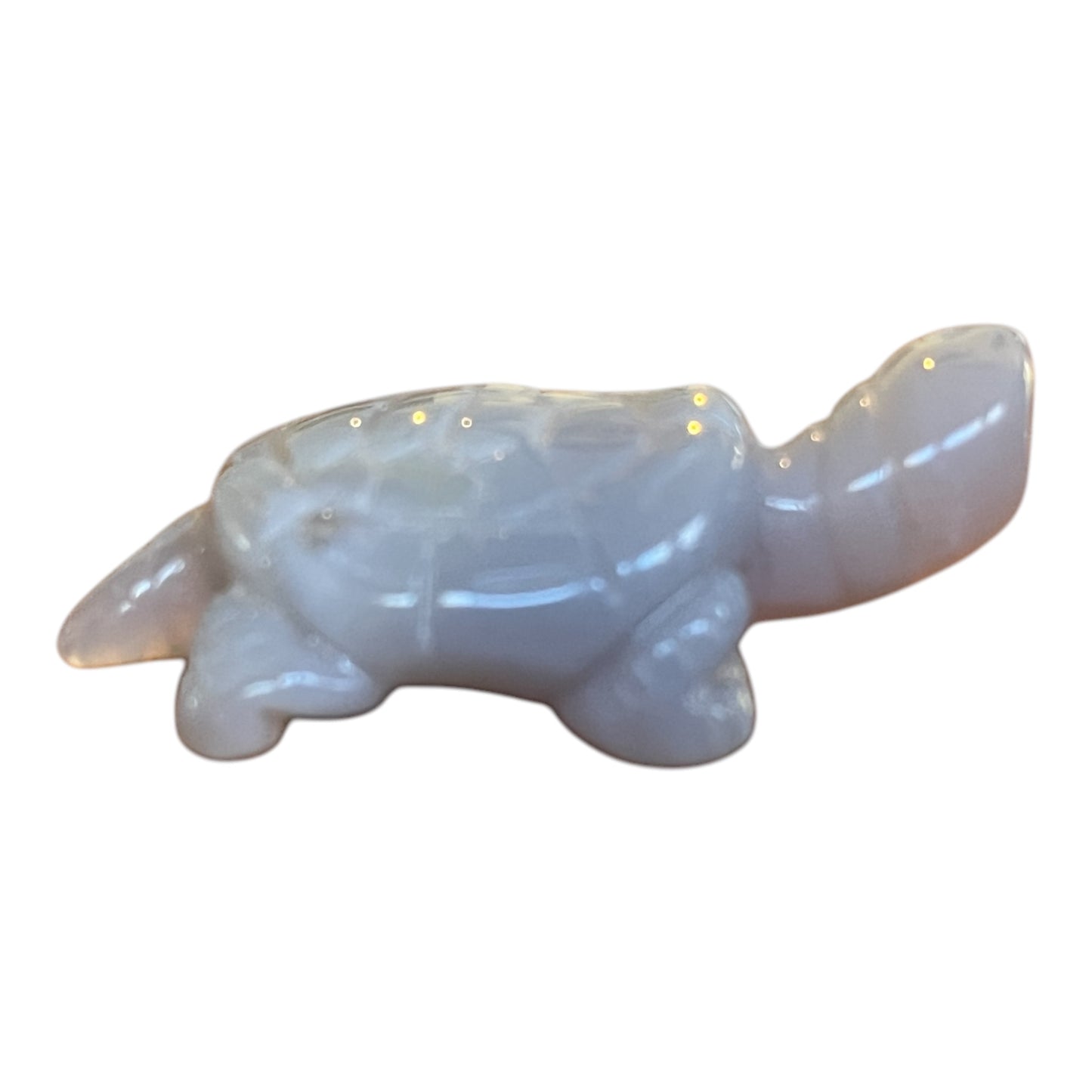 Small Agate Turtle