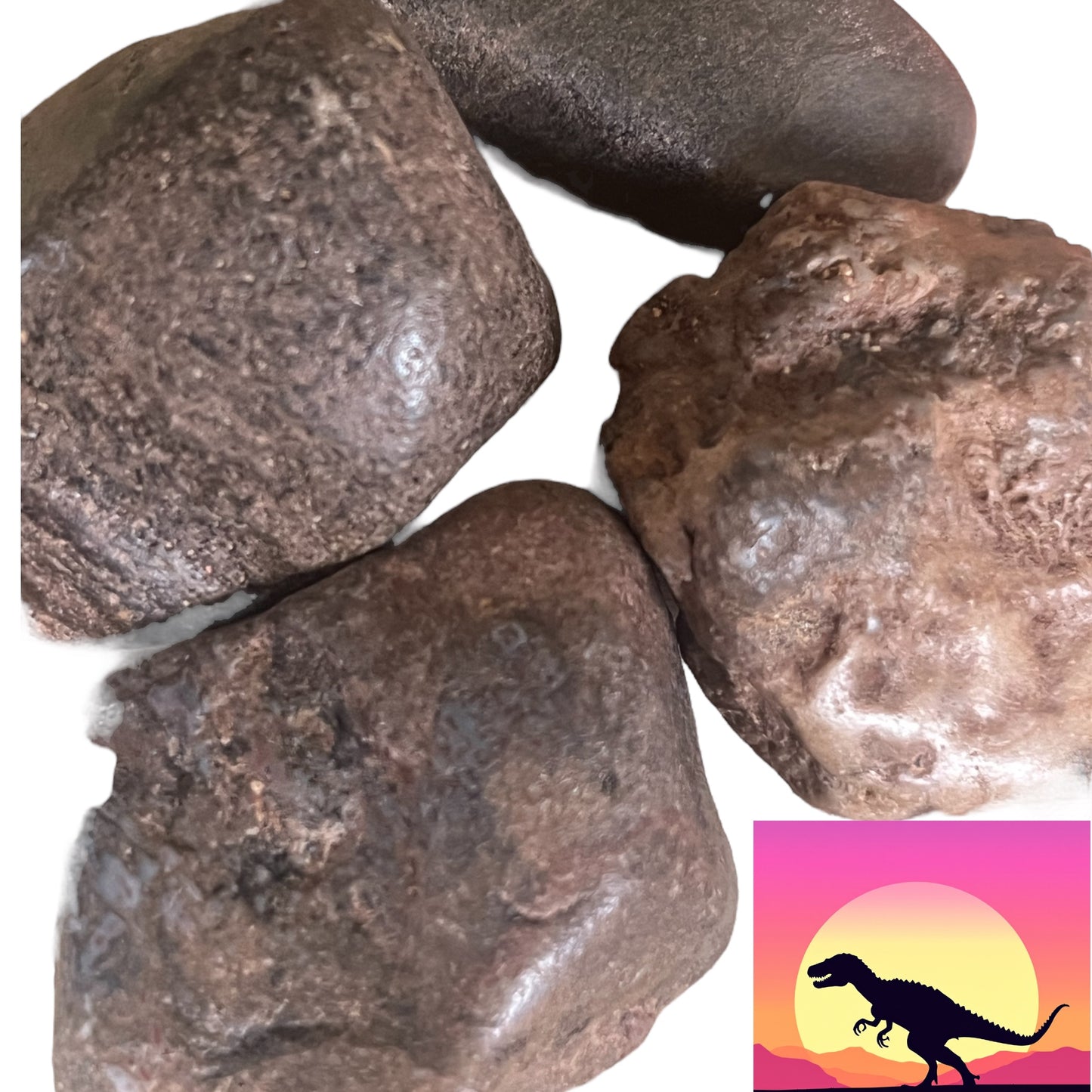 Dinosaur Bone Fossil