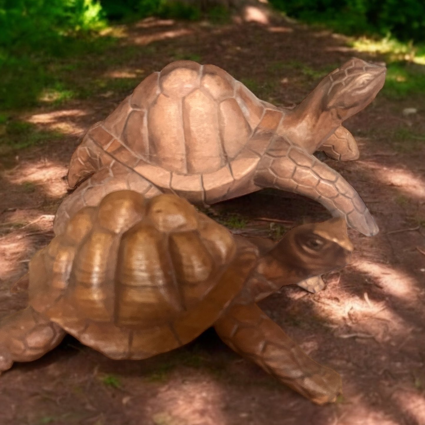 Wood Turtle
