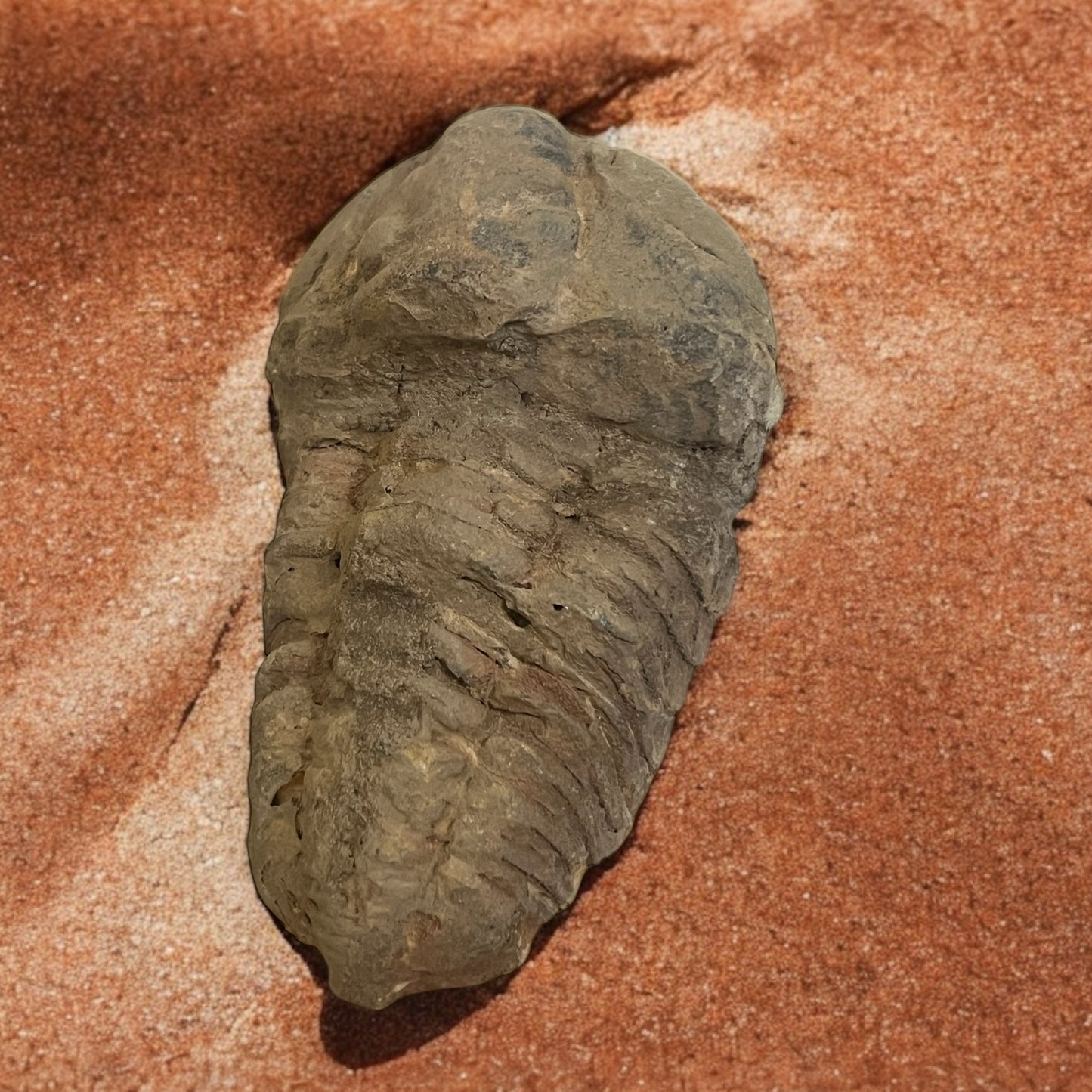 Flexicalymene Fossil