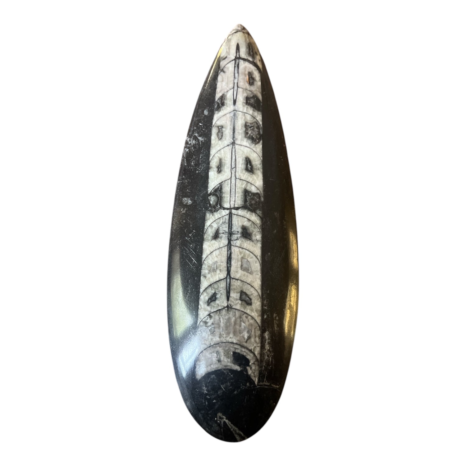 Lg Orthoceras Spear