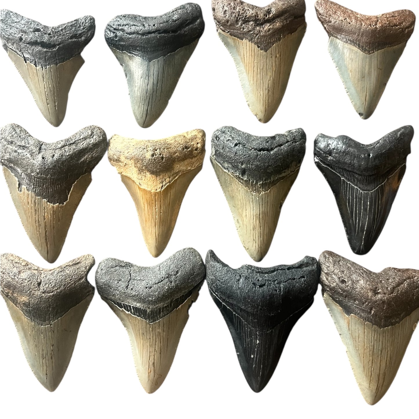 3-4 inch Megalodon Tooth