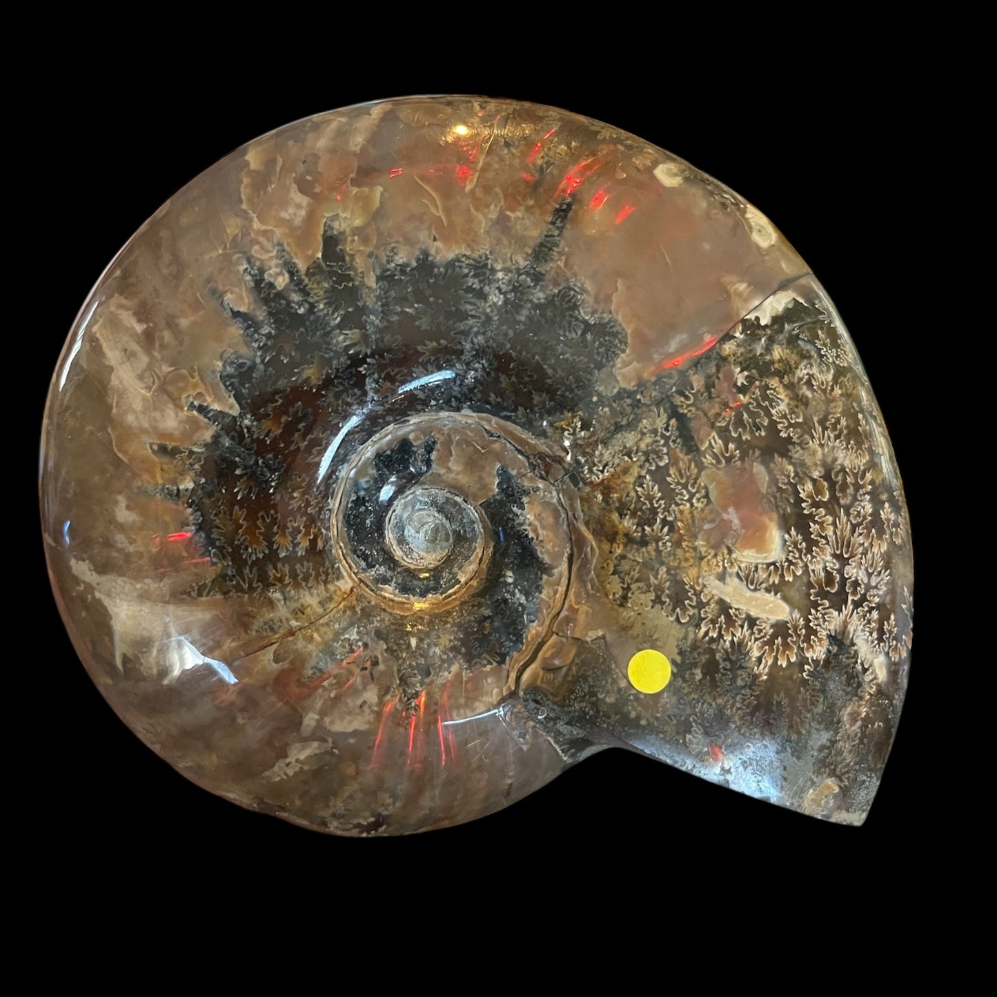 Red Flash Ammonite 5-6 inch