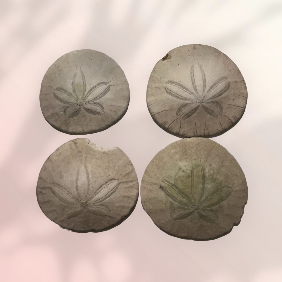 Ancient Sand Dollar / Sea Urchin