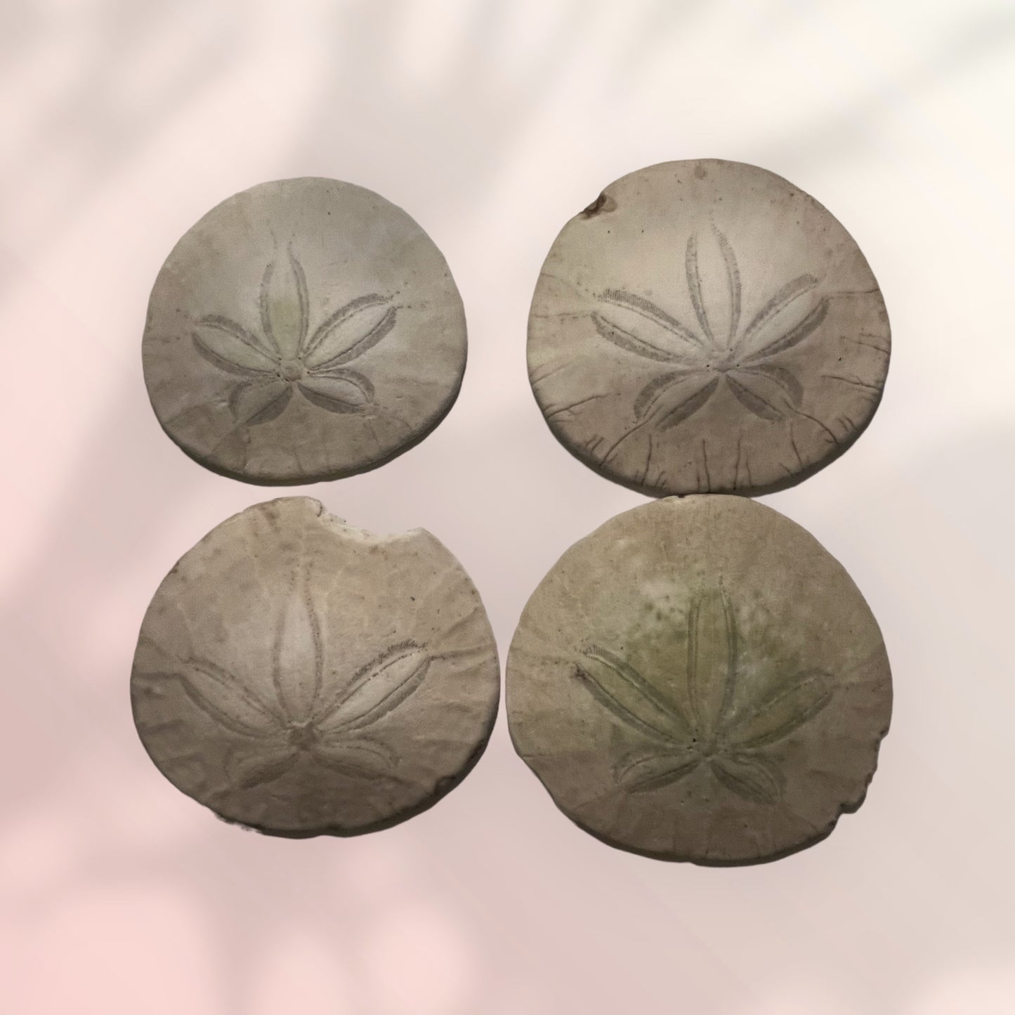 Ancient Sand Dollar / Sea Urchin