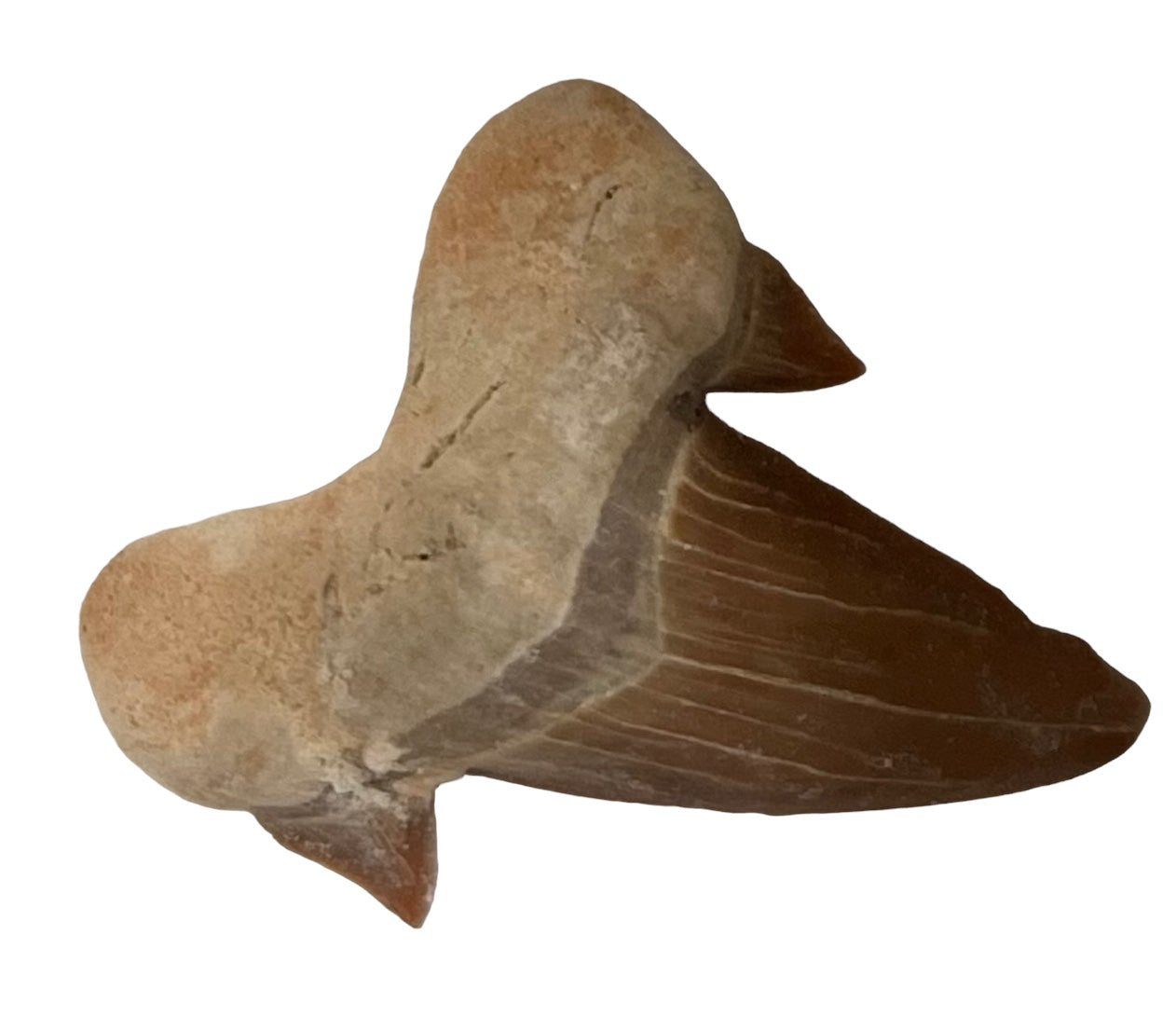 Fine Shark Tooth