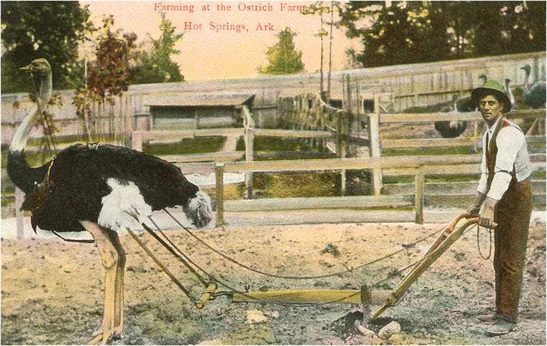 AR-08 Ostrich, Hot Springs - Vintage Image, Postcard